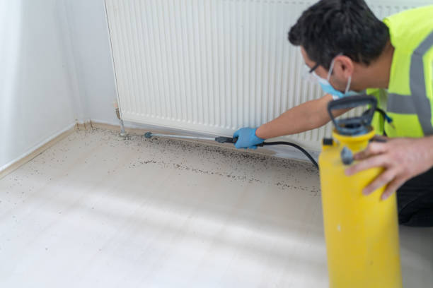 Best Termite Control Services  in Shoh, IL